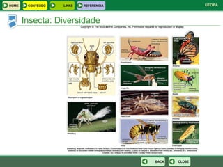 Insecta: Diversidade CLOSE BACK HOME LINKS CONTEÚDO REFERÊNCIA 