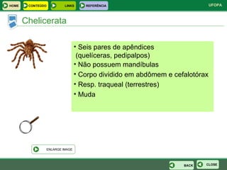 Chelicerata Seis pares de apêndices (quelíceras, pedipalpos) Não possuem mandíbulas Corpo dividido em abdômem e cefalotórax Resp. traqueal (terrestres) Muda CLOSE ENLARGE IMAGE BACK HOME LINKS CONTEÚDO REFERÊNCIA 