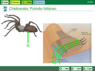Chelicerata: Pulmão foliáceo O 2 O 2 CLOSE BACK MENU HOME LINKS CONTEÚDO REFERÊNCIA 