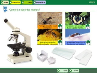 Como é a boca dos insetos? Borboletas tem aparelho bucal sugador maxilar. Abelhas tem aparelho bucal mastigador e lambedor. Formigas aparelho bucal mastigador. CLOSE BACK Mosquitoes have mouths for piercing and sucking. HOME LINKS CONTEÚDO REFERÊNCIA 