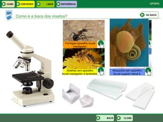Como é a boca dos insetos? Mosquitos tem aparelho Bucal sugador labial 6. Abelhas tem aparelho bucal mastigador e lambedor. Formigas aparelho bucal mastigador. Butterflies have mouths for sucking. GO BACK CLOSE BACK HOME LINKS CONTEÚDO REFERÊNCIA 