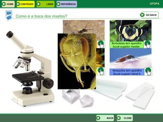Como é a boca dos insetos? Ants have mouths for chewing. Bees have mouths for chewing and sucking. Borboletas tem aparelho bucal sugador maxilar. Mosquitos tem aparelho Bucal sugador labial 6. GO BACK CLOSE BACK HOME LINKS CONTEÚDO REFERÊNCIA 