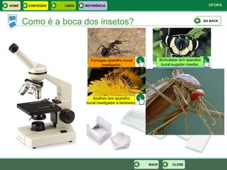 Como é a boca dos insetos? Borboletas tem aparelho bucal sugador maxilar. Formigas aparelho bucal mastigador. Abelhas tem aparelho bucal mastigador e lambedor. Mosquitoes have mouths for piercing and sucking. GO BACK CLOSE BACK HOME LINKS CONTEÚDO REFERÊNCIA 