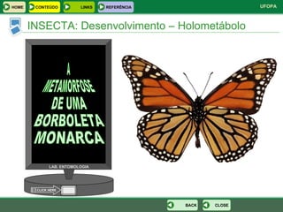 A METAMORFOSE DE UMA BORBOLETA MONARCA CLICK HERE LAB. ENTOMOLOGIA INSECTA: Desenvolvimento – Holometábolo CLOSE BACK HOME LINKS CONTEÚDO REFERÊNCIA 