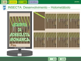 LAB. ENTOMOLOGIA Fim A METAMORFOSE DA BORBOLETA MONARCA INSECTA: Desenvolvimento – Holometábolo CLOSE BACK HOME LINKS CONTEÚDO REFERÊNCIA 