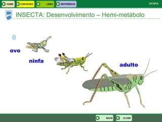 INSECTA: Desenvolvimento – Hemi-metábolo ovo ninfa adulto CLOSE BACK HOME LINKS CONTEÚDO REFERÊNCIA 