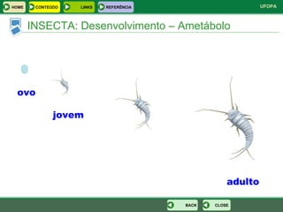 INSECTA: Desenvolvimento – Ametábolo ovo jovem adulto CLOSE BACK HOME LINKS CONTEÚDO REFERÊNCIA 