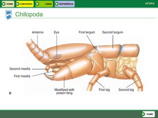Chilopoda HOME HOME LINKS CONTEÚDO REFERÊNCIA 
