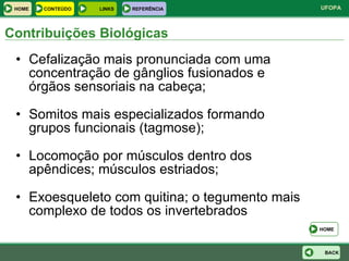 Cefalização mais pronunciada com uma concentração de gânglios fusionados e órgãos sensoriais na cabeça; Somitos mais especializados formando grupos funcionais (tagmose); Locomoção por músculos dentro dos apêndices; músculos estriados; Exoesqueleto com quitina; o tegumento mais complexo de todos os invertebrados Contribuições Biológicas HOME BACK HOME LINKS CONTEÚDO REFERÊNCIA 