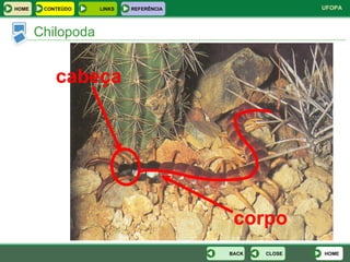 Chilopoda HOME CLOSE BACK corpo cabeça HOME LINKS CONTEÚDO REFERÊNCIA 