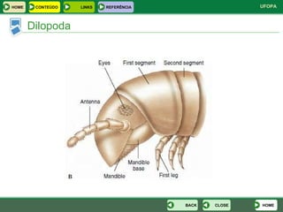 Dilopoda HOME CLOSE BACK HOME LINKS CONTEÚDO REFERÊNCIA 