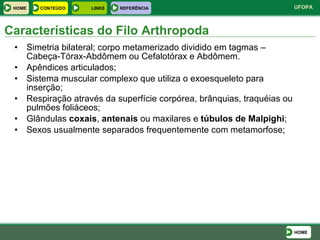 Simetria bilateral; corpo metamerizado dividido em tagmas – Cabeça-Tórax-Abdômem ou Cefalotórax e Abdômem. Apêndices articulados; Sistema muscular complexo que utiliza o exoesqueleto para inserção; Respiração através da superfície corpórea, brânquias, traquéias ou pulmões foliáceos; Glândulas  coxais ,  antenais  ou maxilares e  túbulos de Malpighi ; Sexos usualmente separados frequentemente com metamorfose; Características do Filo Arthropoda HOME HOME LINKS CONTEÚDO REFERÊNCIA 
