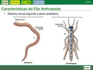 Sistema nervos segundo o plano anelidiano; Características do Filo Arthropoda HOME HOME LINKS CONTEÚDO REFERÊNCIA 