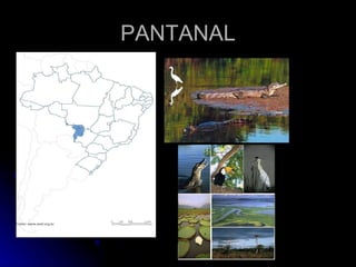 PANTANAL 