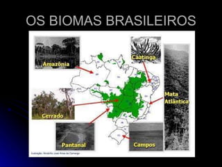 OS BIOMAS BRASILEIROS 