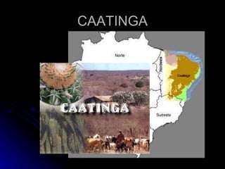 CAATINGA 