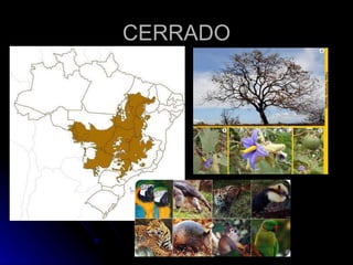 CERRADO 