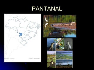 PANTANAL 
