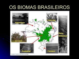 OS BIOMAS BRASILEIROS 