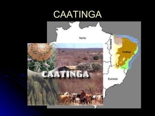 CAATINGA 