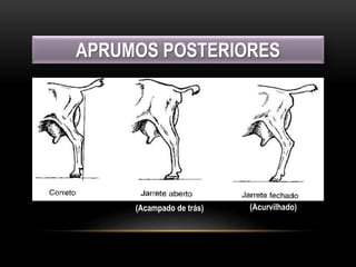 APRUMOS POSTERIORES
(Acampado de trás) (Acurvilhado)
 