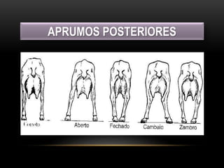APRUMOS POSTERIORES
 