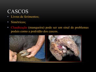 CASCOS
• Livres de ferimentos;
• Simétricos;
• Claudicação (manqueira) pode ser um sinal de problemas
podais como a podridão dos cascos.
 