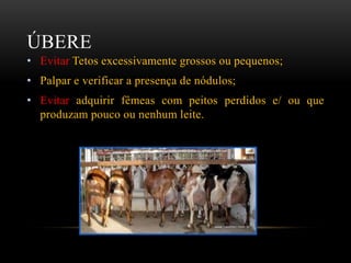 ÚBERE
• Evitar Tetos excessivamente grossos ou pequenos;
• Palpar e verificar a presença de nódulos;
• Evitar adquirir fêmeas com peitos perdidos e/ ou que
produzam pouco ou nenhum leite.
 