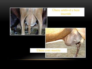 Úbere saldável e bem
inserido
Úbere com mastite
 