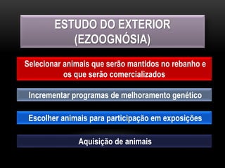 ESTUDO DO EXTERIOR
(EZOOGNÓSIA)
Selecionar animais que serão mantidos no rebanho e
os que serão comercializados
Incrementar programas de melhoramento genético
Escolher animais para participação em exposições
Aquisição de animais
 