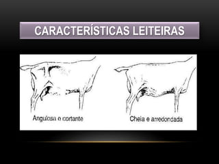 CARACTERÍSTICAS LEITEIRAS
 