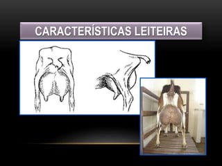 CARACTERÍSTICAS LEITEIRAS
 