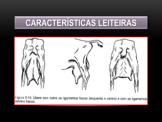 CARACTERÍSTICAS LEITEIRAS
 