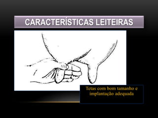 CARACTERÍSTICAS LEITEIRAS
Tetas com bom tamanho e
implantação adequada
 