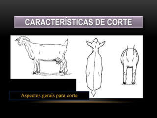 CARACTERÍSTICAS DE CORTE
Aspectos gerais para corte
 