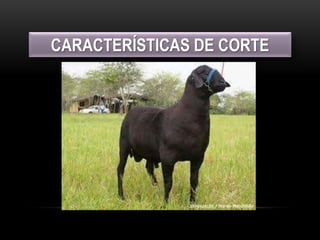CARACTERÍSTICAS DE CORTE
 