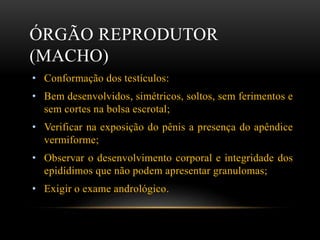ÓRGÃO REPRODUTOR
(MACHO)
• Conformação dos testículos:
• Bem desenvolvidos, simétricos, soltos, sem ferimentos e
sem cortes na bolsa escrotal;
• Verificar na exposição do pênis a presença do apêndice
vermiforme;
• Observar o desenvolvimento corporal e integridade dos
epidídimos que não podem apresentar granulomas;
• Exigir o exame andrológico.
 