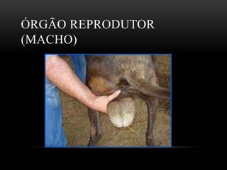 ÓRGÃO REPRODUTOR
(MACHO)
 