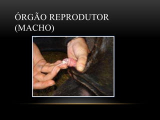 ÓRGÃO REPRODUTOR
(MACHO)
 