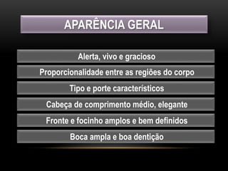 APARÊNCIA GERAL
Alerta, vivo e gracioso
Proporcionalidade entre as regiões do corpo
Tipo e porte característicos
Cabeça de comprimento médio, elegante
Fronte e focinho amplos e bem definidos
Boca ampla e boa dentição
 