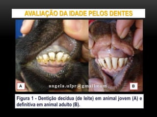 AVALIAÇÃO DA IDADE PELOS DENTES
Figura 1 - Dentição decídua (de leite) em animal jovem (A) e
definitiva em animal adulto (B).
 