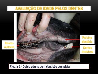 AVALIAÇÃO DA IDADE PELOS DENTES
Figura 2 - Ovino adulto com dentição completa.
Dentes
molares
Pulvino
dentário
Dentes
incisivos
 