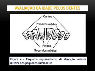 AVALIAÇÃO DA IDADE PELOS DENTES
Figura 4 - Esquema representativo da dentição incisiva
inferior dos pequenos ruminantes.
 