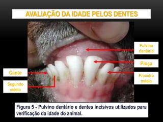 AVALIAÇÃO DA IDADE PELOS DENTES
Figura 5 - Pulvino dentário e dentes incisivos utilizados para
verificação da idade do animal.
Pulvino
dentário
Pinça
Primeiro
médio
Segundo
médio
Canto
 