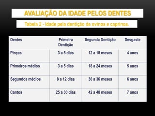 AVALIAÇÃO DA IDADE PELOS DENTES
Tabela 2 - Idade pela dentição de ovinos e caprinos.
Dentes Primeira
Dentição
Segunda Dentição Desgaste
Pinças 3 a 5 dias 12 a 18 meses 4 anos
Primeiros médios 3 a 5 dias 18 a 24 meses 5 anos
Segundos médios 8 a 12 dias 30 a 36 meses 6 anos
Cantos 25 a 30 dias 42 a 48 meses 7 anos
 
