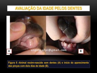 AVALIAÇÃO DA IDADE PELOS DENTES
Figura 6 -Animal recém-nascido sem dentes (A) e início do aparecimento
das pinças com dois dias de idade (B).
 