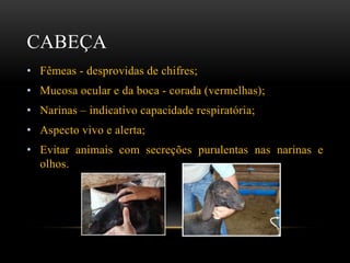 CABEÇA
• Fêmeas - desprovidas de chifres;
• Mucosa ocular e da boca - corada (vermelhas);
• Narinas – indicativo capacidade respiratória;
• Aspecto vivo e alerta;
• Evitar animais com secreções purulentas nas narinas e
olhos.
 