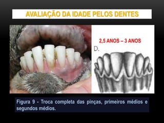AVALIAÇÃO DA IDADE PELOS DENTES
Figura 9 - Troca completa das pinças, primeiros médios e
segundos médios.
2,5 ANOS – 3 ANOS
 