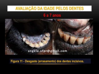 AVALIAÇÃO DA IDADE PELOS DENTES
Figura 11 - Desgaste (arrasamento) dos dentes incisivos.
6 a 7 anos
 