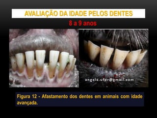AVALIAÇÃO DA IDADE PELOS DENTES
Figura 12 - Afastamento dos dentes em animais com idade
avançada.
8 a 9 anos
 